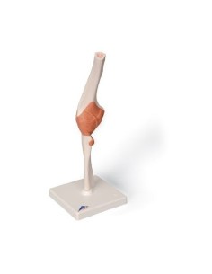 3B Científico. Modelo anatómico de la articulación del...