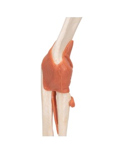 3B scientific, luxury functional model of the elbow joint... 2