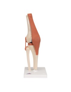 3B Scientific, luxury functional model of the A82/1 knee...