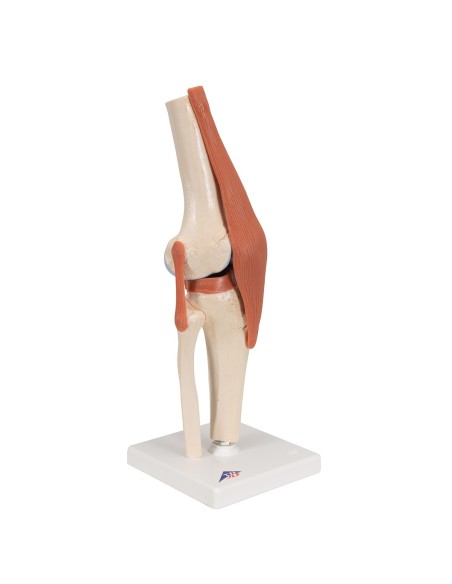 3B Scientific, luxury functional model of the A82/1 knee joint