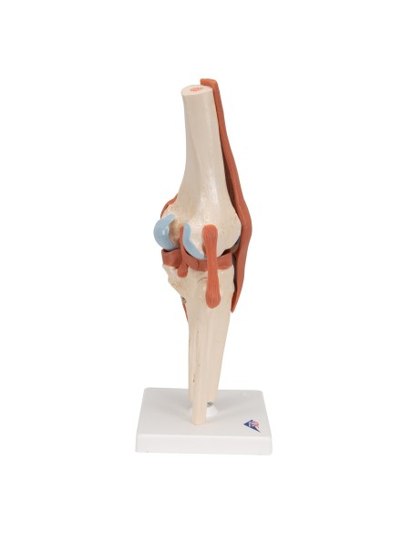 3B Scientific, modelo funcional de lujo de la articulación de rodilla A82/1