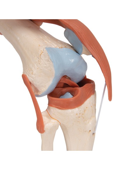 3B Scientific, modelo funcional de lujo de la articulación de rodilla A82/1