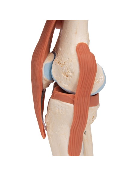3B Scientific, modelo funcional de lujo de la articulación de rodilla A82/1