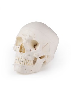Luxury skull for advanced studies, in 14 parts Erler... 2