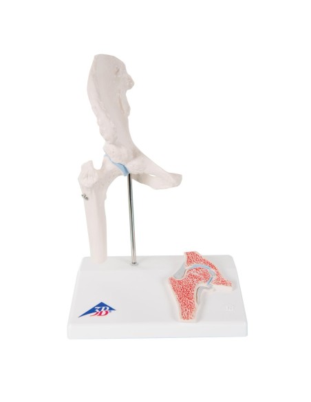 3B Scientific, A84/1 mini hip joint model with cross section