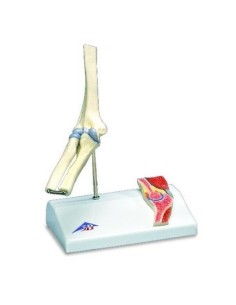 3B Scientific, mini elbow joint model with cross section,...