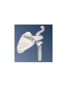 3B Scientific, anatomical model of mini shoulder joint,...