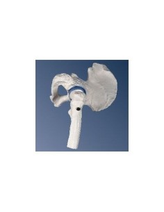 3B Scientific, anatomical model of mini hip joint A84