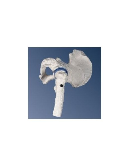 3B Scientific, anatomical model of mini hip joint A84