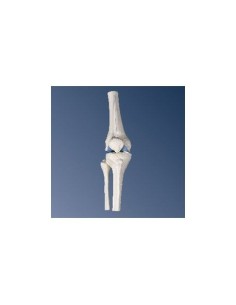 3B Scientific, anatomical model of mini knee joint,...