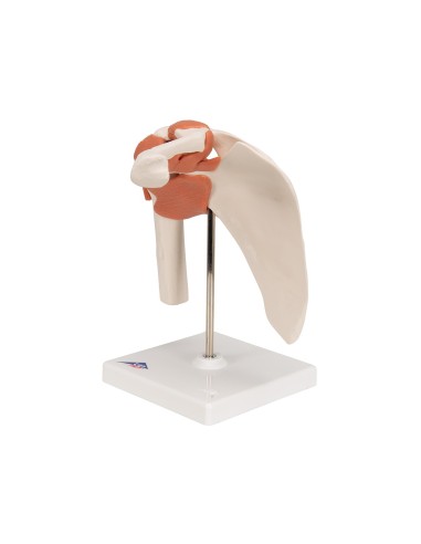 3B Scientific, Shoulder joint, functional model...