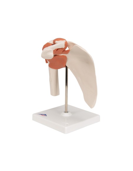 3B Scientific, articulación de hombro, modelo funcional A80