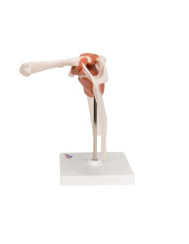 3B Scientific, Shoulder joint, functional model...