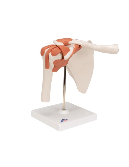 3B Scientific, Shoulder joint, functional model A80