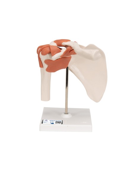 3B Scientific, Shoulder joint, functional model A80