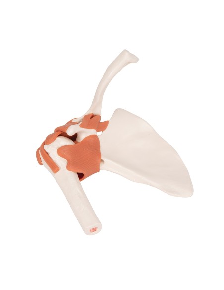 3B Scientific, Shoulder joint, functional model A80