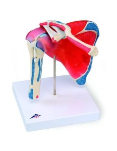 3B Scientific, Scapulomeral joint with rotator cuff, 5...