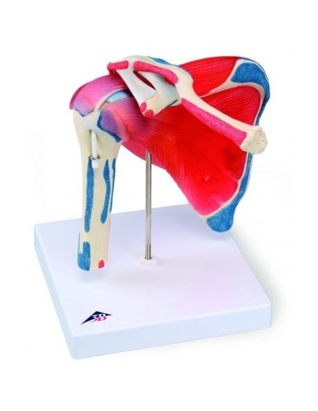 3B Scientific, Scapulomeral joint with rotator cuff, 5 pieces A880