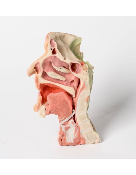 Disección facial profunda, fosa infratemporal - Erler Zimmer 3D anatomy Series MP1665