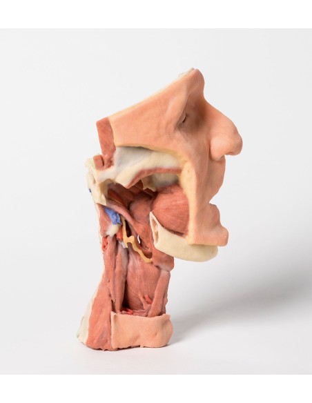 Dissection faciale profonde, fosse infratemporale - Erler Zimmer 3D anatomy Series MP1665