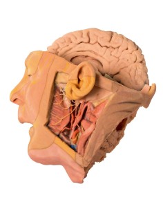 Head and neck dissection - Erler Zimmer 3D anatomy Series...