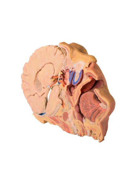Kopf-Hals-Dissektion - Erler Zimmer 3D-Anatomie Serie MP1660