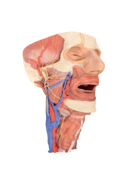 Testa e colonna viscerale del collo  - Erler Zimmer 3D anatomy Series MP1670