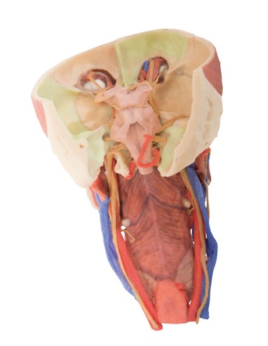 Head and visceral spine of the neck - Erler...