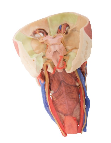 Kopf und viszerale Wirbelsäule des Halses - Erler Zimmer 3D-Anatomie Serie MP1670