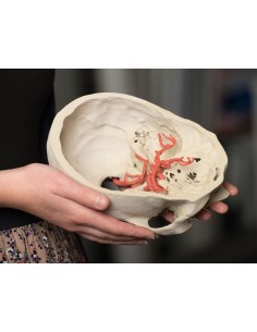 Willis polygon (Willis circle) - Erler Zimmer 3D anatomy... 2