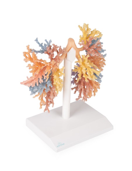Albero Bronchiale  - Erler Zimmer 3D anatomy Series MP1690