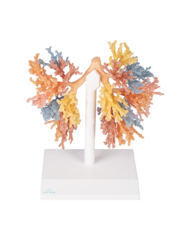 Árbol bronquial - Erler Zimmer 3D anatomy...