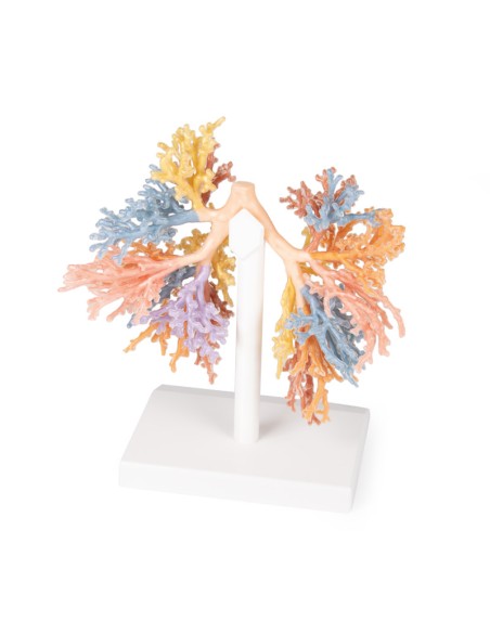 Bronchial Tree - Erler Zimmer 3D anatomy Series MP1690
