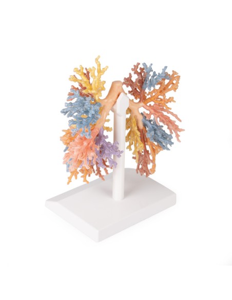 Bronchialbaum - Erler Zimmer 3D Anatomie Serie MP1690