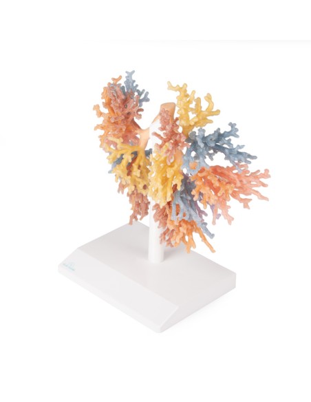 Albero Bronchiale  - Erler Zimmer 3D anatomy Series MP1690