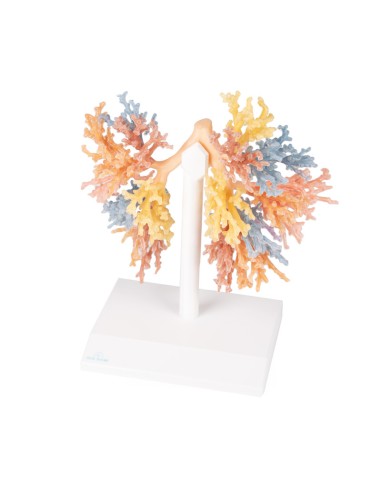 Bronchial Tree - Erler Zimmer 3D anatomy Series...