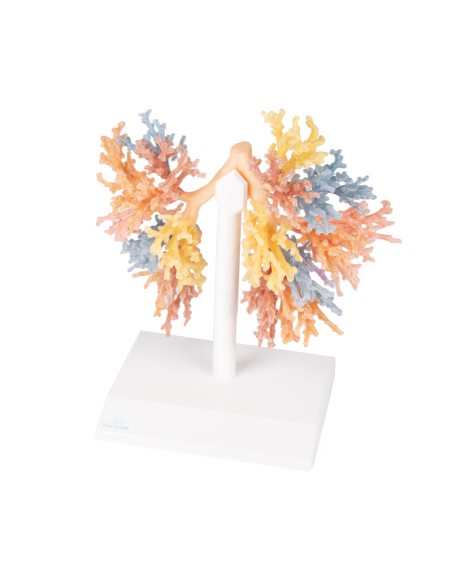 Arbre bronchique - Erler Zimmer 3D anatomy Series MP1690