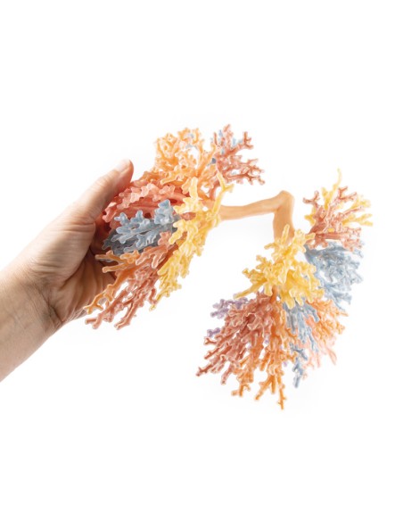 Albero Bronchiale  - Erler Zimmer 3D anatomy Series MP1690