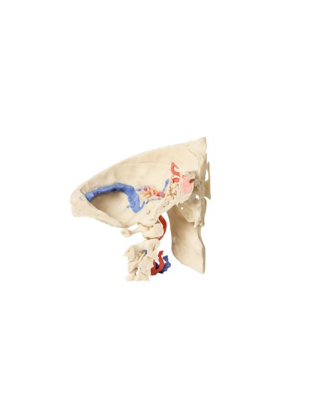 Anatomisches Modell des Schläfenbeins, in drei Teilen - Erler Zimmer 3D Anatomie Serie MP1620