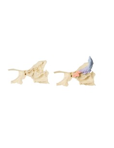 Modello di seno paranasale - Erler Zimmer 3D anatomy...