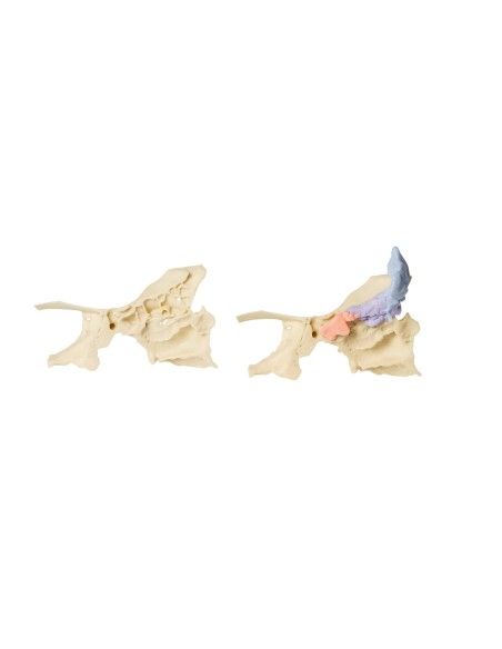 Paranasal sinus model - Erler Zimmer 3D anatomy Series MP1630