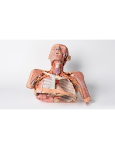 Testa collo e spalle con angiosomi - Erler Zimmer 3D... 2