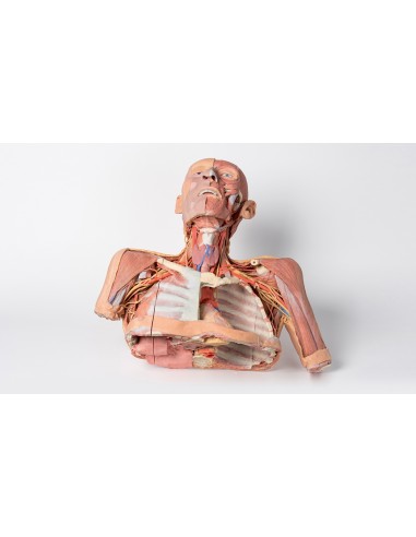 Tête, cou et épaules avec angiosomes - Erler...