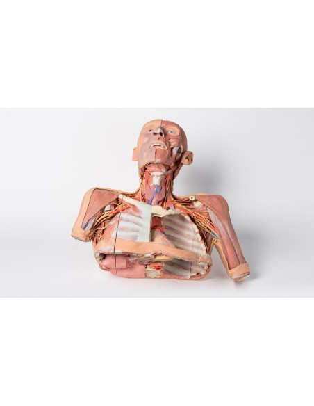 Tête, cou et épaules avec angiosomes - Erler Zimmer 3D anatomy Series MP1250