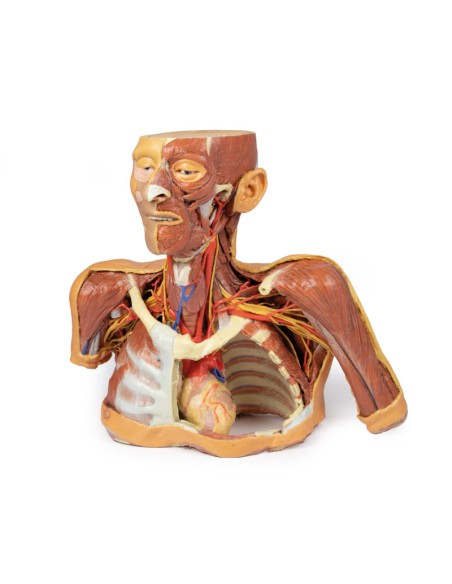 Testa collo e spalle con angiosomi - Erler Zimmer 3D anatomy Series MP1250