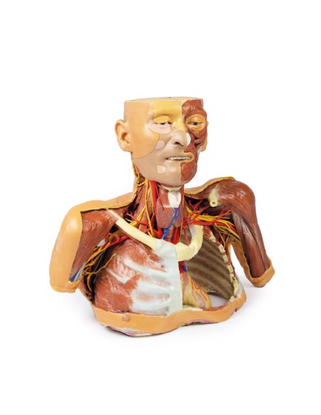 Testa collo e spalle con angiosomi - Erler Zimmer 3D anatomy Series MP1250