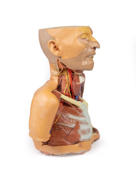 Head neck and shoulders with angiosomes - Erler Zimmer 3D anatomy Series MP1250