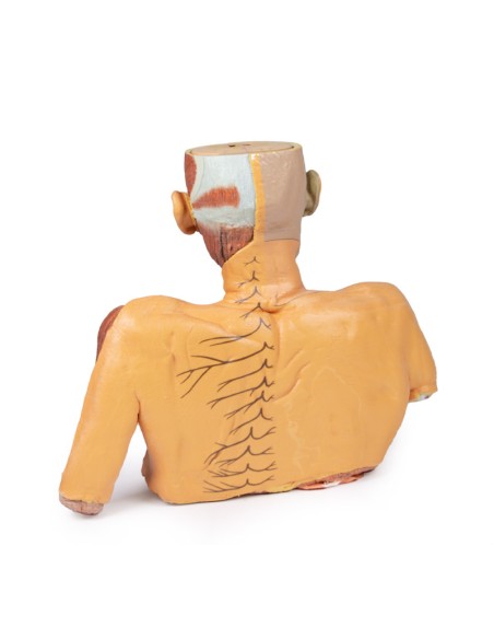 Cabeza, cuello y hombros con angiosomas - Erler Zimmer 3D anatomy Series MP1250