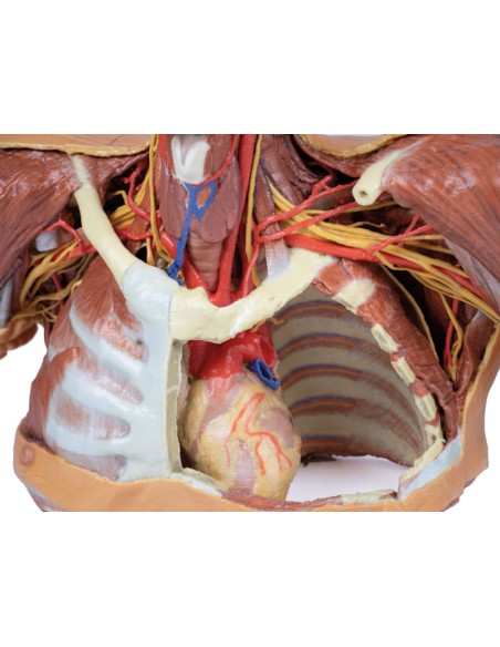 Kopf, Hals und Schultern mit Angiosomen - Erler Zimmer 3D-Anatomie Serie MP1250