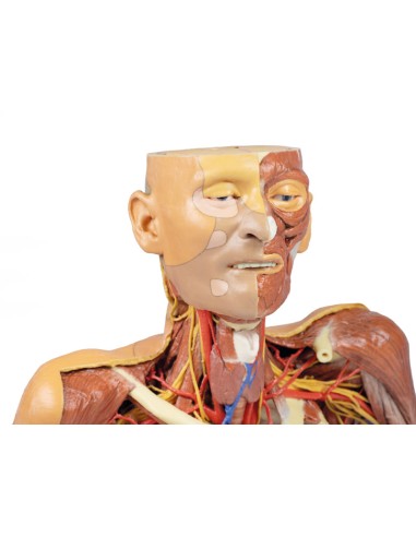 Cabeza, cuello y hombros con angiosomas - Erler...